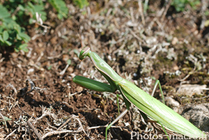 Mantis religiosa